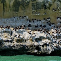 Birds in the rocks west of Atacames